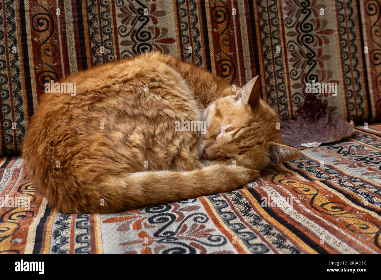 Adorabile gatto allo zenzero sdraiato su un divano con ornamenti orientali tradizionali e dormendo di giorno in strada Foto Stock