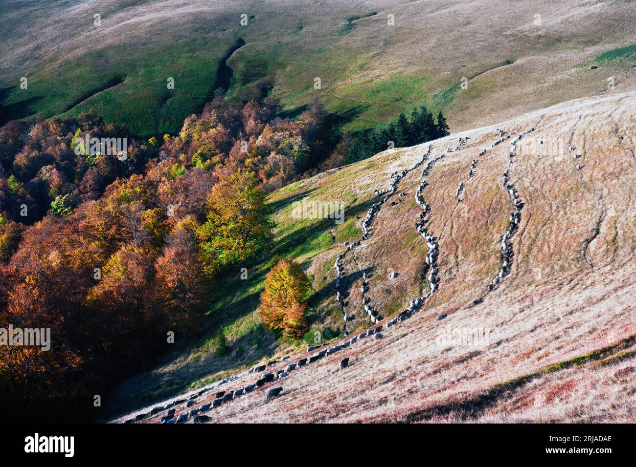 Mandria di pecore sulle colline autunnali dei Carpazi, Ucraina, Europa. Fotografia di paesaggi Foto Stock