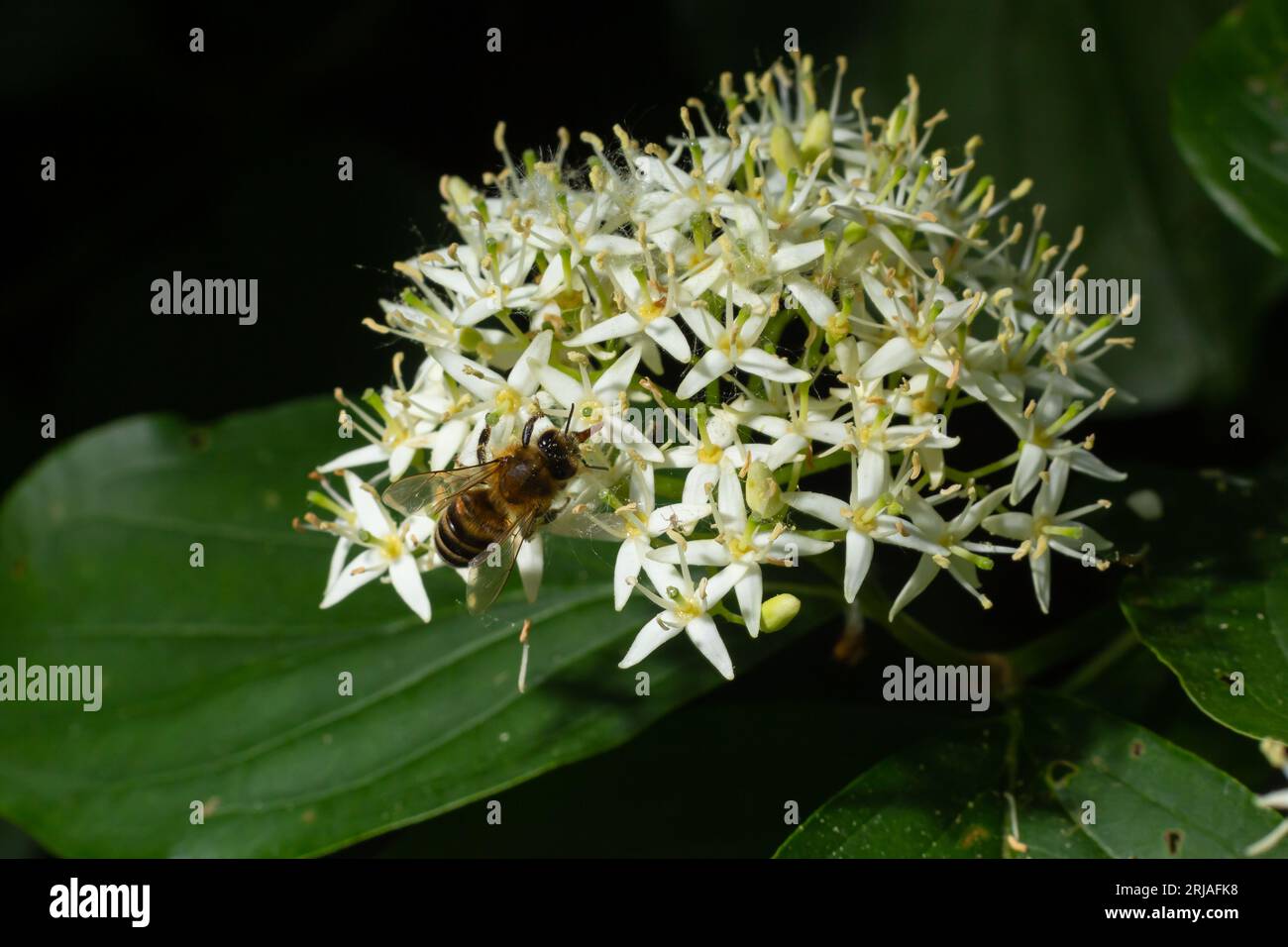 L'ape del miele con un cestino per polline si siede sui fiori bianchi Cornus alba, rosso-abbaiato, bianco o siberiano dogwood. Foto Stock