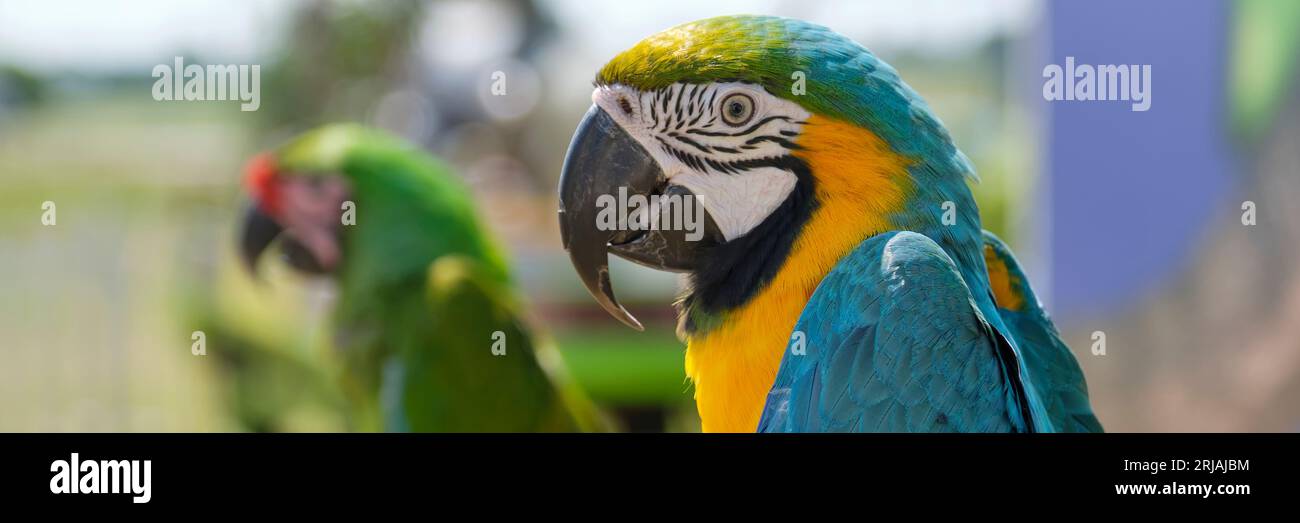 Primo piano della testa di un pappagallo blu e giallo macaw. Due pappagalli seduti su un ramo alla luce del sole. Immagine banner con messa a fuoco selettiva. Foto Stock