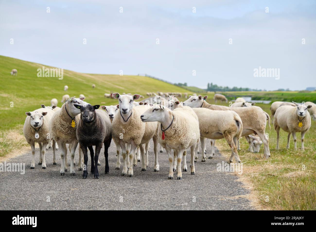 Un gruppo di pecore bianche e una nera su una strada vicino alla diga marina in Frisia, Paesi Bassi, sotto un cielo blu. Foto Stock