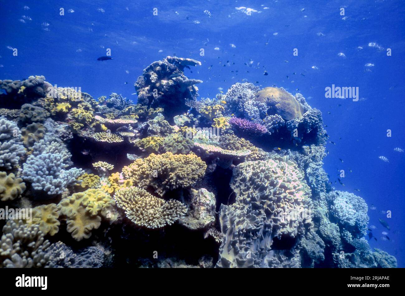 Variegata crescita di coralli sassosi e morbidi a Agincourt Reef (St. Crispins), grande Barriera Corallina, Australia. Foto Stock