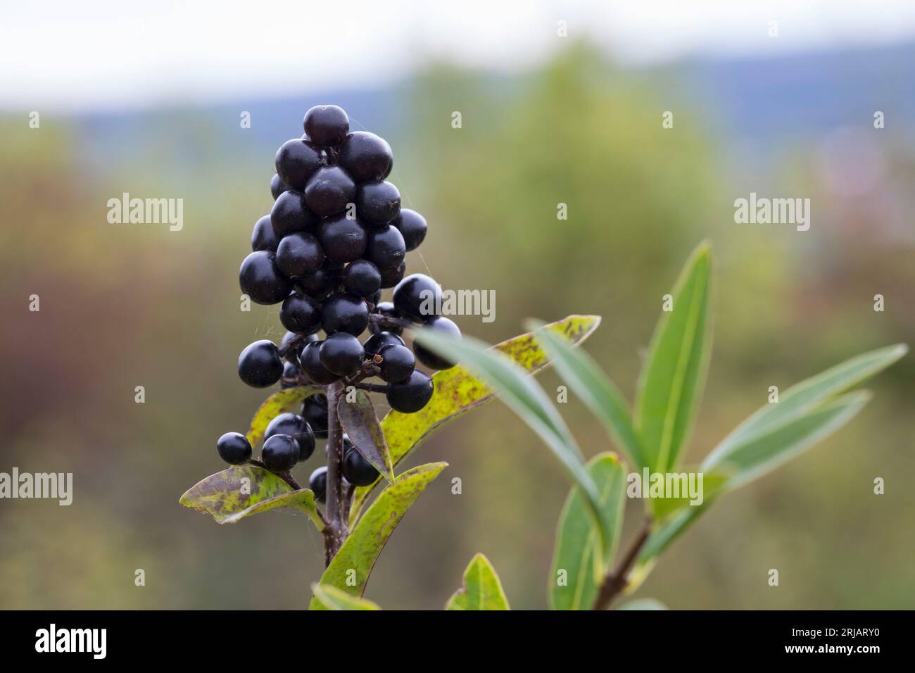 Liguster, Gewöhnlicher Liguster, Rainweide, Früchte, Beeren, Ligustrum vulgare, Wild Privet, Common Privet, European Privet, Privet, frutta, le troène Foto Stock