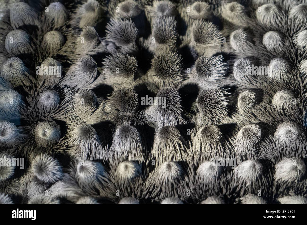 Particelle ferromagnetiche di metallo ballano. Astrazione grigia. Ferromagnetismo di particelle metalliche e magneti. L'azione di un magnete. Background fisico. Foto Stock