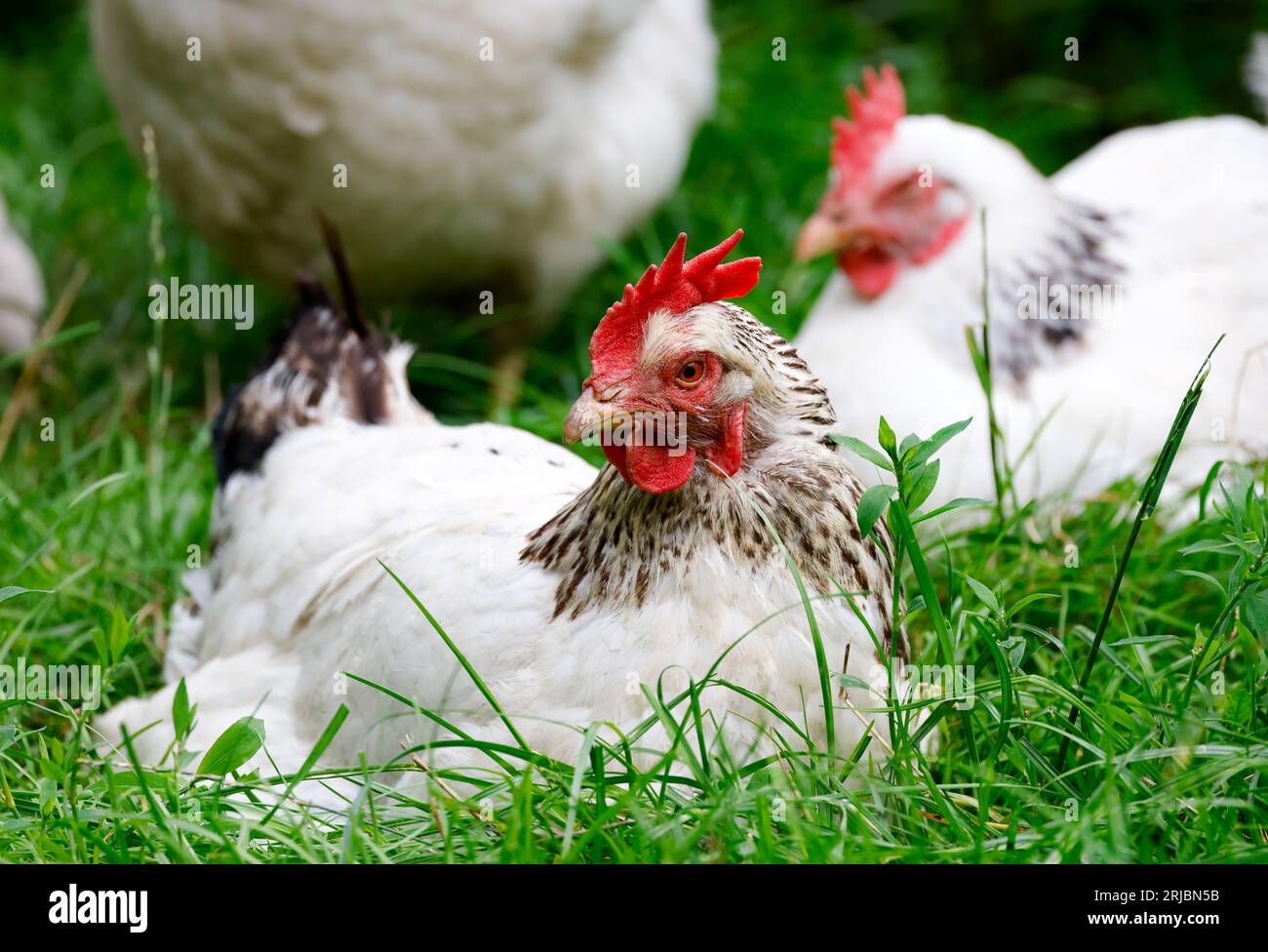Galline o polli femminili seduti su erba in un allevamento di pollame allevato all’aperto con volatili allevati per la ovosia. Primo piano del pettine per la testa e wattles. Irlanda Foto Stock