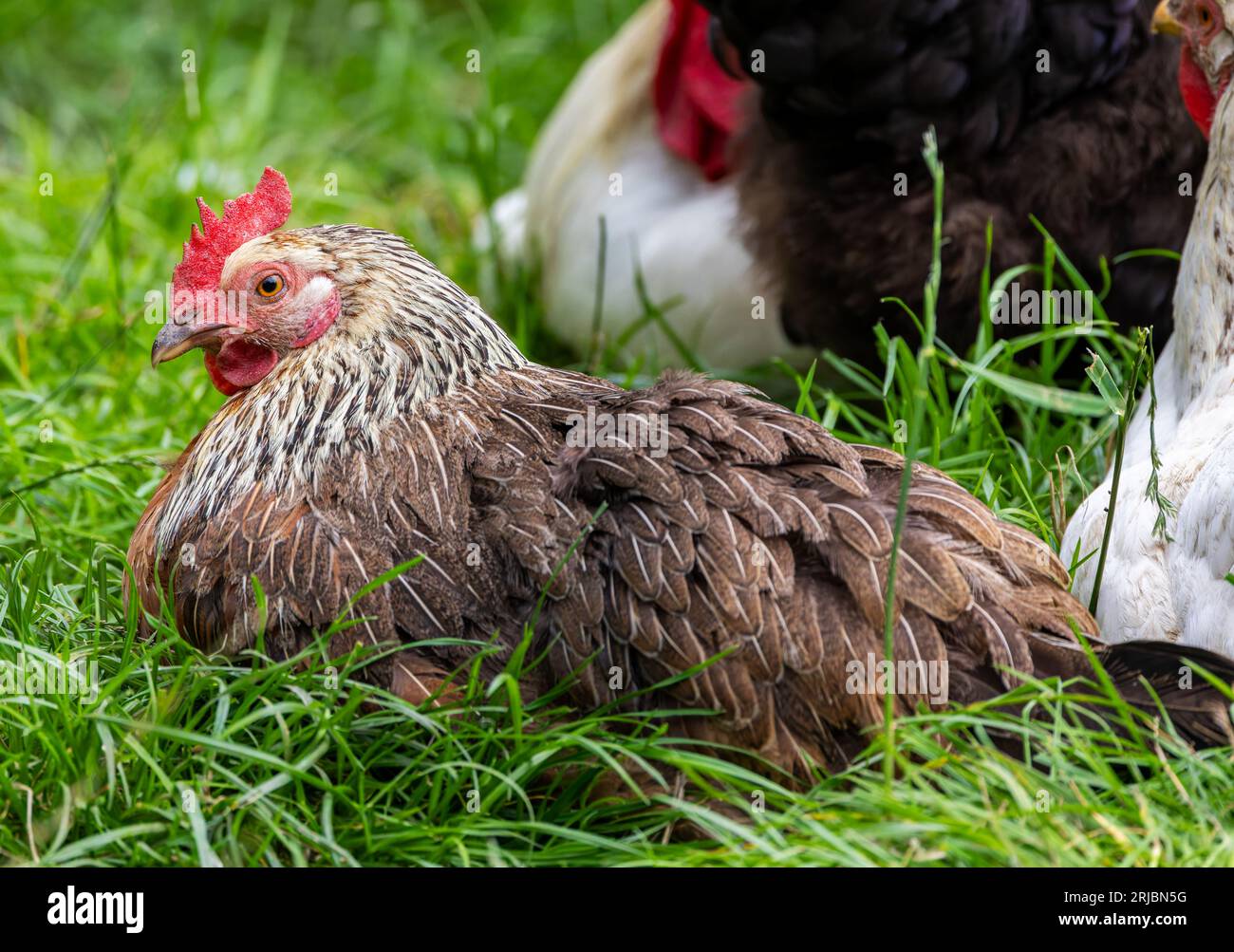 Gallina o pollo femmina con piume marroni sedute sull'erba in un allevamento di pollame biologico all'aperto. Galline domestiche allevate per la ovosia. Irlanda Foto Stock