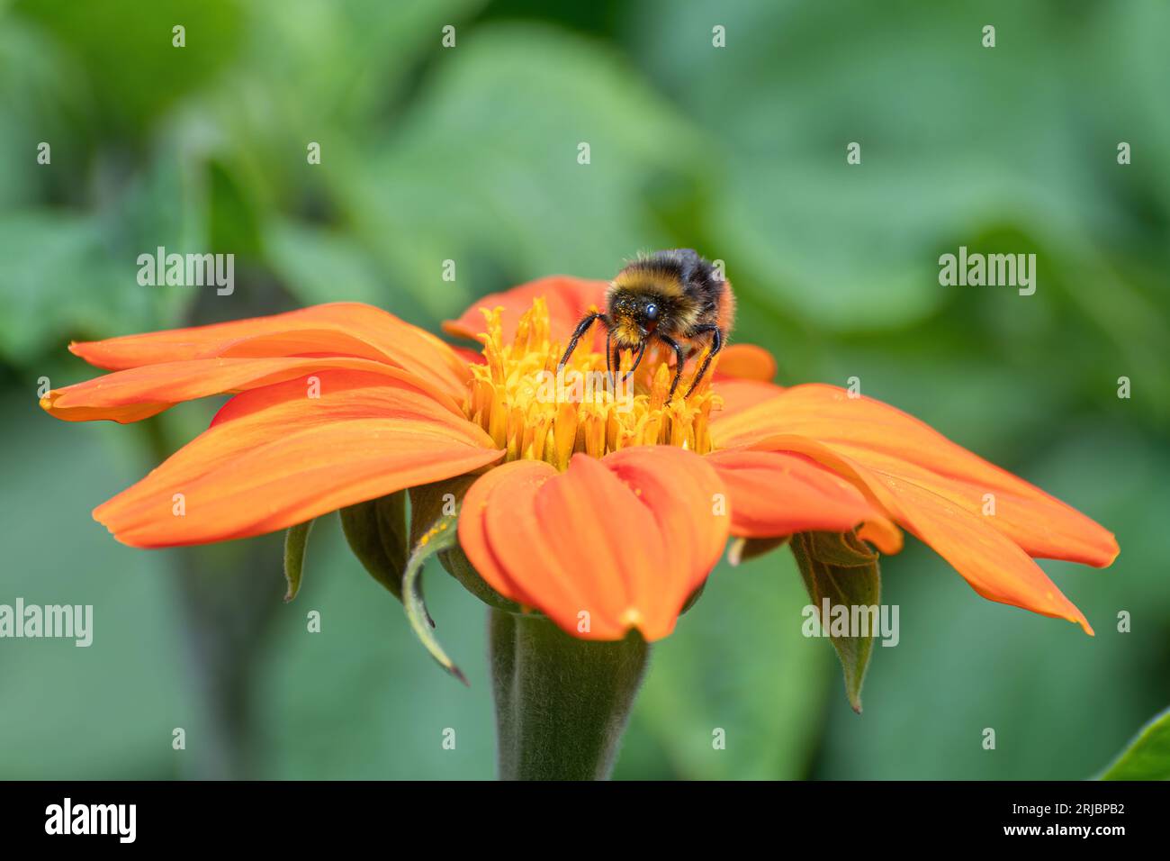 Un bumblebee su un girasole messicano arancione brillante (Tithonia rotundifolia "torcia") in un giardino in estate, Inghilterra, Regno Unito Foto Stock