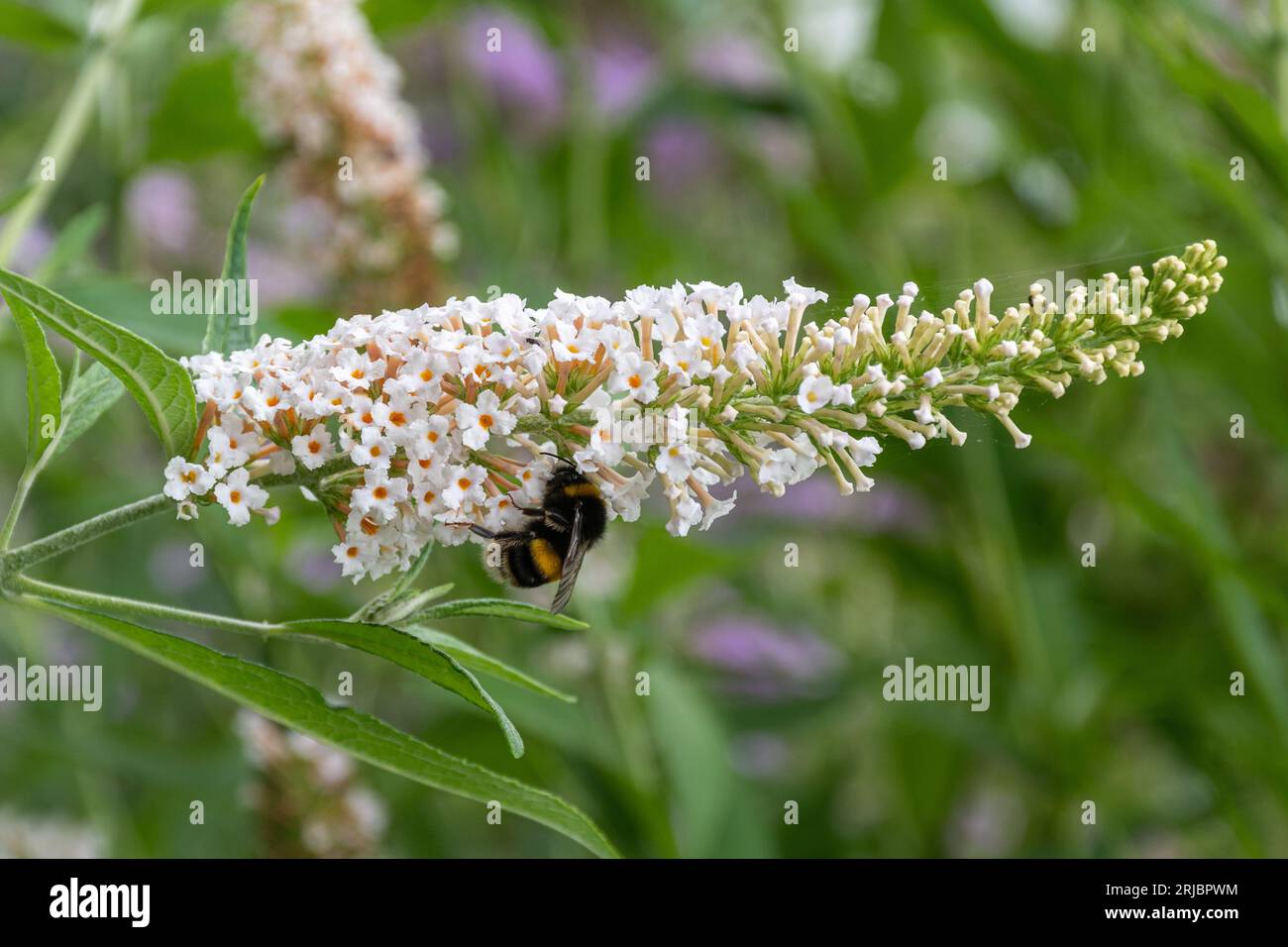 Buddleja davidii Les Kneal (varietà buddleia), conosciuta come un cespuglio di farfalle, in fiore durante agosto o estate, nel Regno Unito, con un bumblebee Foto Stock