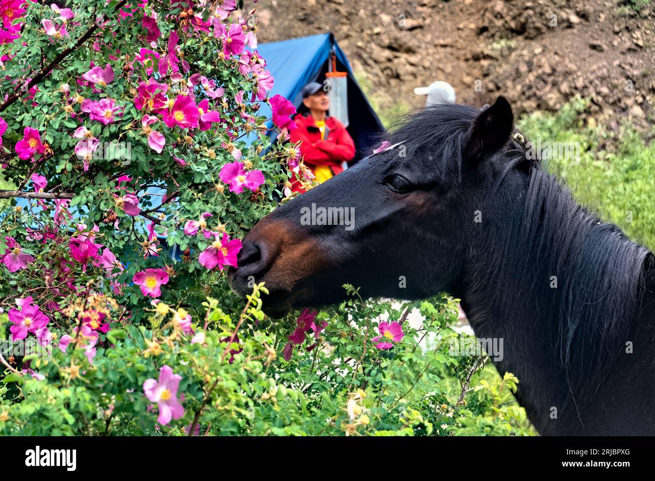 Mangia rose selvatiche in una spedizione a Zanskar, Ladakh, India Foto Stock
