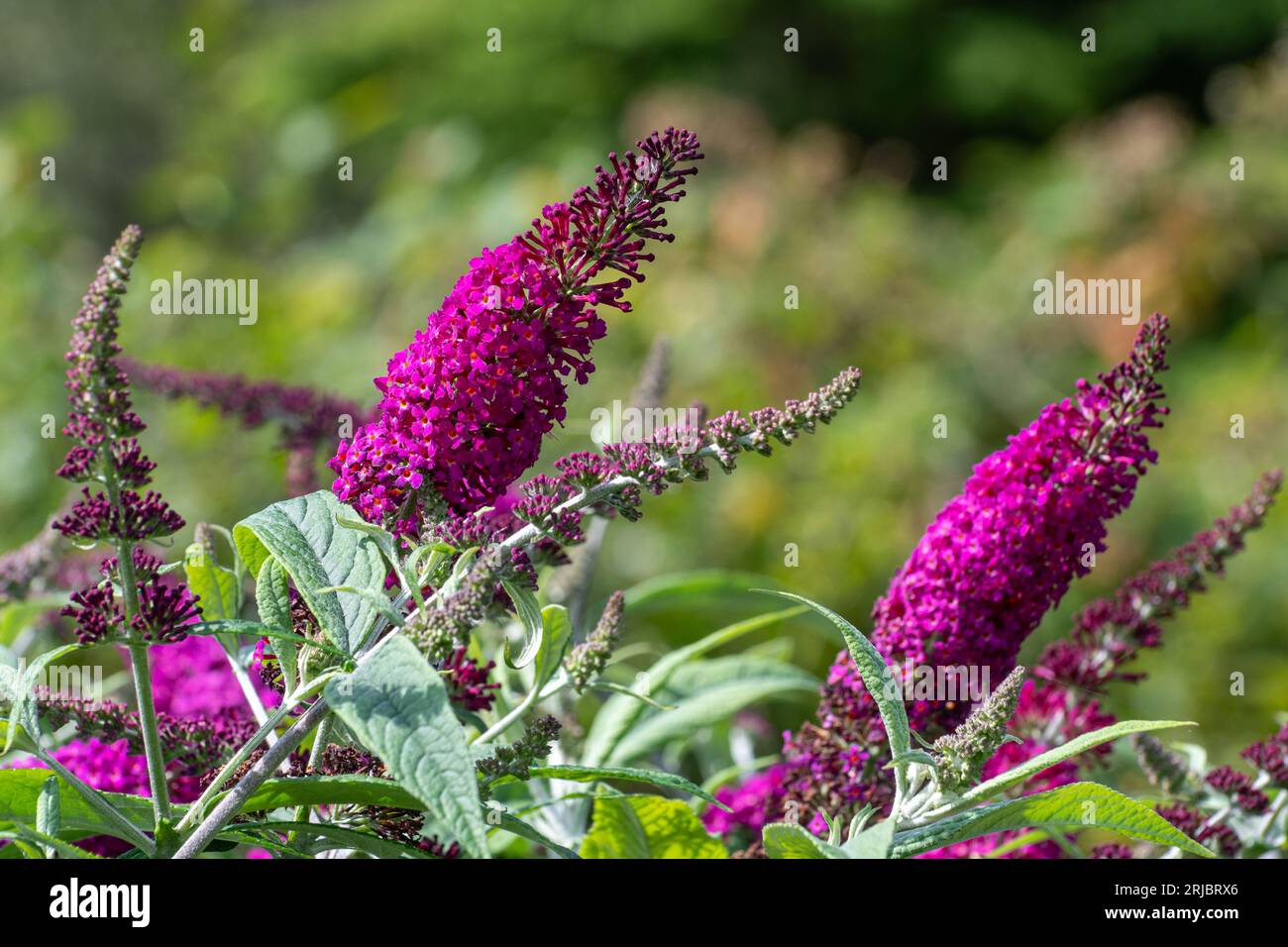 Buddha Miss Ruby (varietà buddleia), conosciuta come un cespuglio di farfalle, con fiori di marrone durante l'estate, Inghilterra, Regno Unito Foto Stock