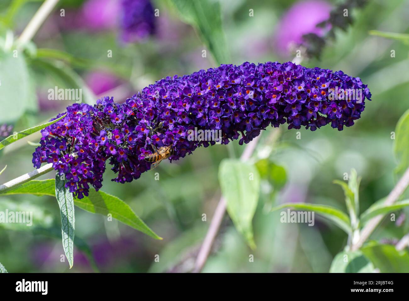 Fiori viola profondi di Buddleja davidii "Cavaliere Nero" (varietà Buddleia), conosciuto come un cespuglio di farfalle, fiorito in estate o agosto, Inghilterra, Regno Unito Foto Stock
