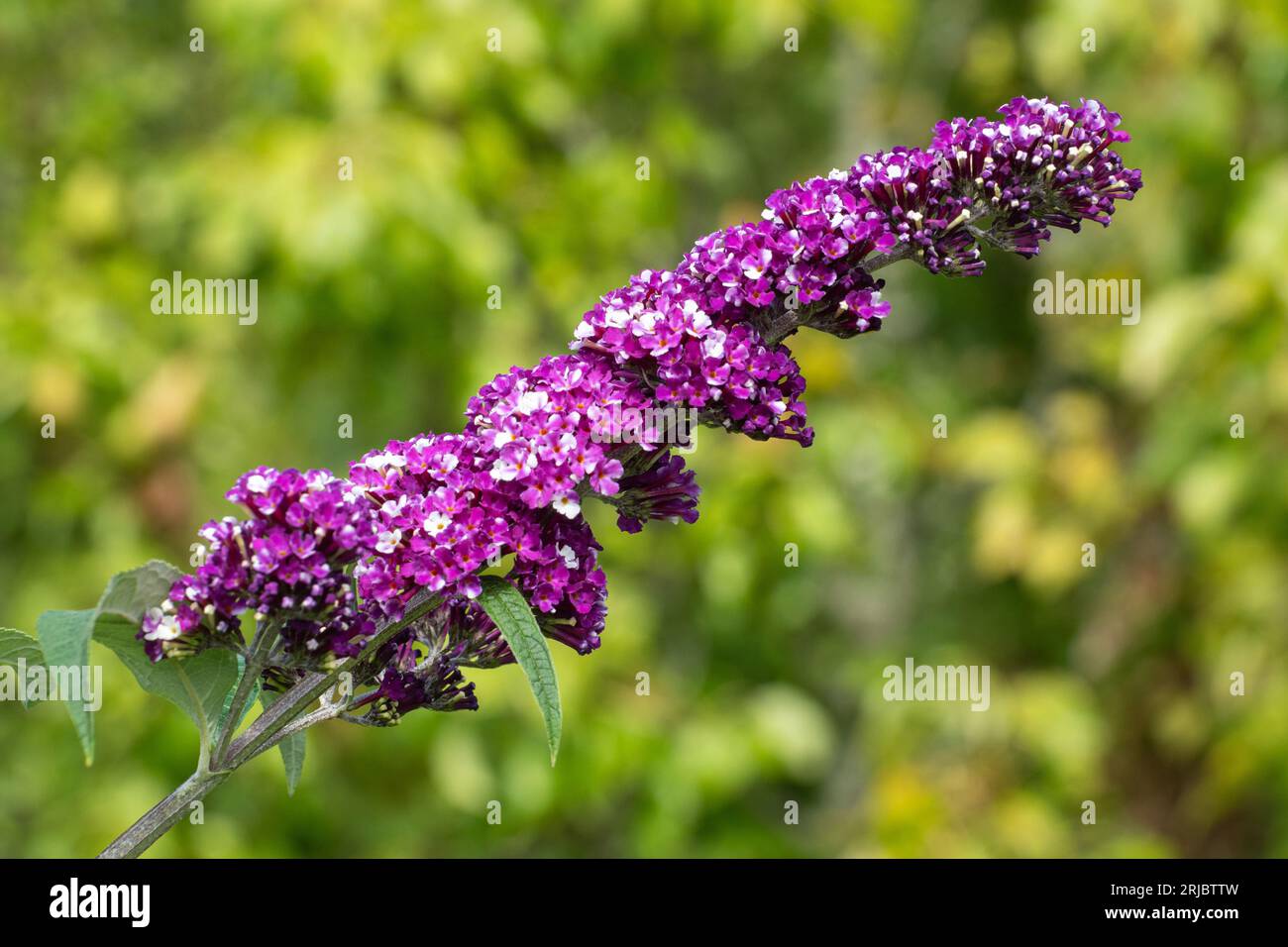 Buddleia davidii "Berries and Cream" (varietà Buddleja) con insoliti fiori viola e bianchi bicolori, Hampshire, Inghilterra, Regno Unito, durante l'estate Foto Stock
