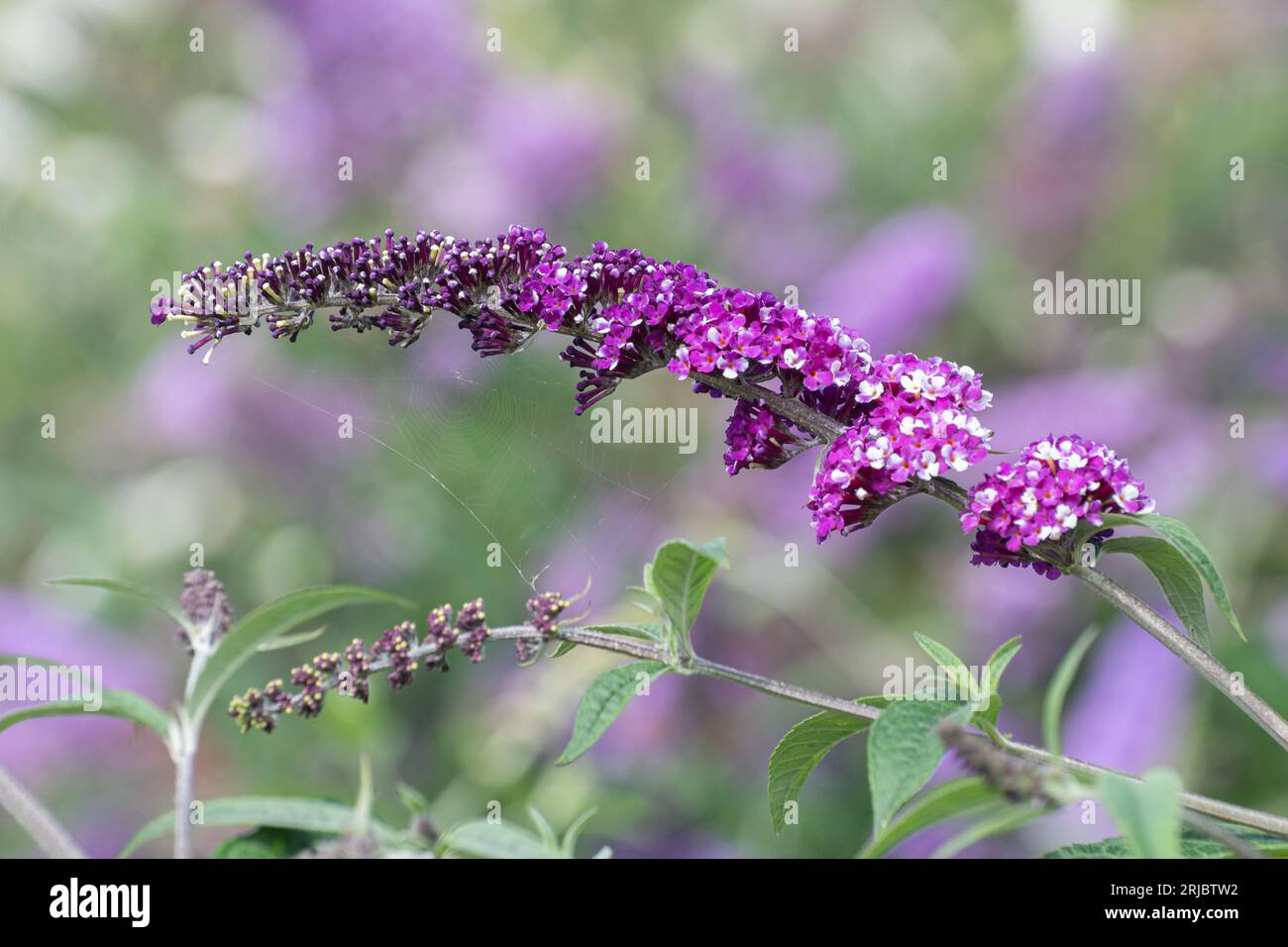 Buddleia davidii "Berries and Cream" (varietà Buddleja) con insoliti fiori viola e bianchi bicolori, Hampshire, Inghilterra, Regno Unito, durante l'estate Foto Stock