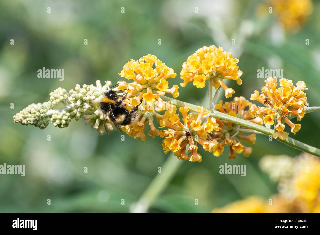 Buddleja x weyeriana «Sungold» (varietà ibrida di buddleia) con fiori giallo-arancio, arbusto fiorito durante l’estate o agosto, Inghilterra, Regno Unito Foto Stock