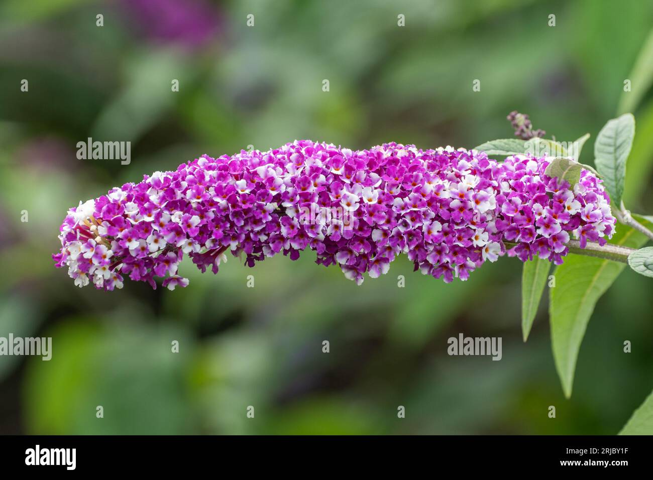 Buddleia davidii "Berries and Cream" (varietà Buddleja) con insoliti fiori viola e bianchi bicolori, Hampshire, Inghilterra, Regno Unito, durante l'estate Foto Stock