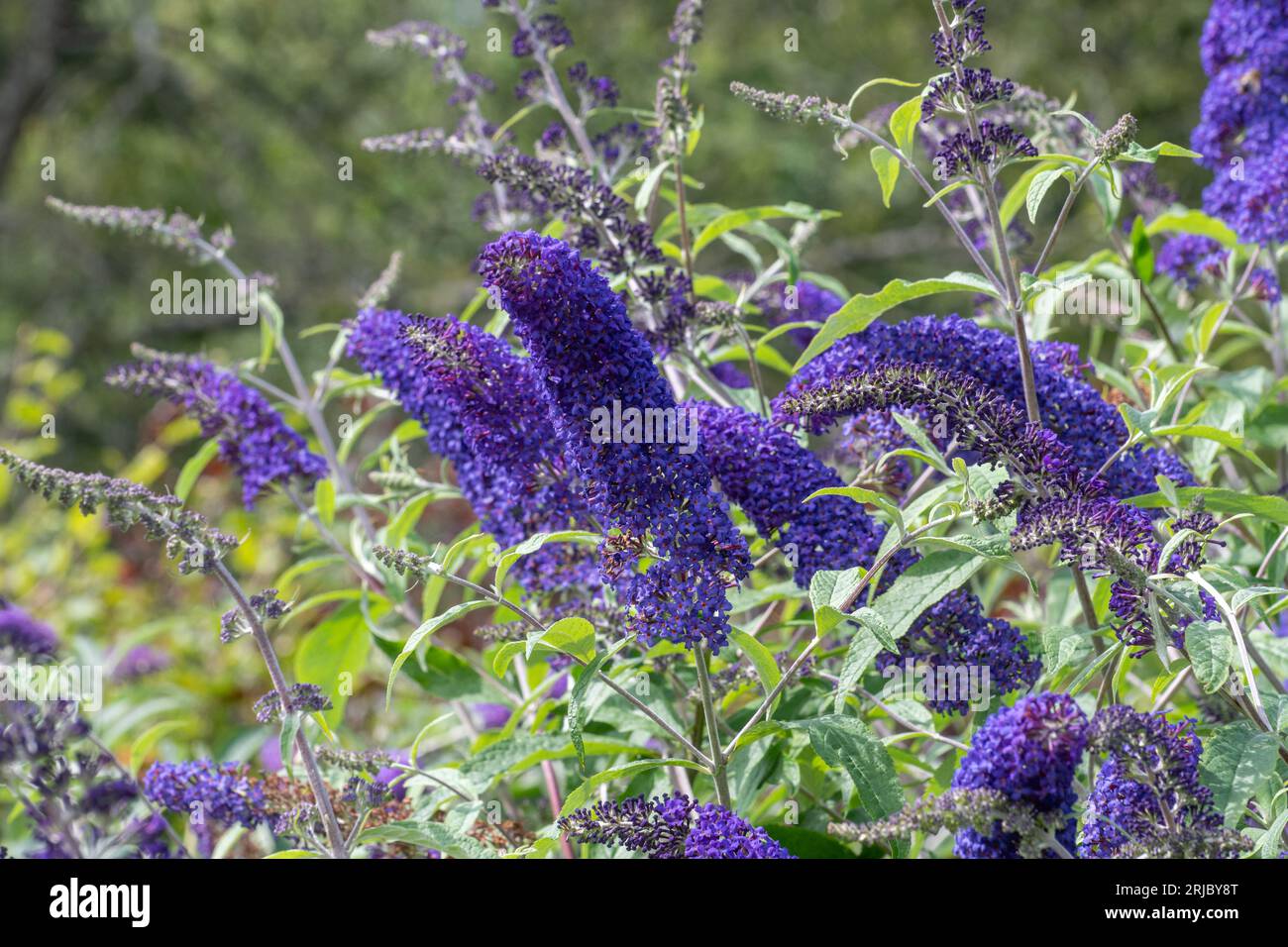 Buddleja davidii Blue Horizon (varietà Buddleia), conosciuto come un cespuglio di farfalle, con fiori blu durante l'estate, Inghilterra, Regno Unito Foto Stock