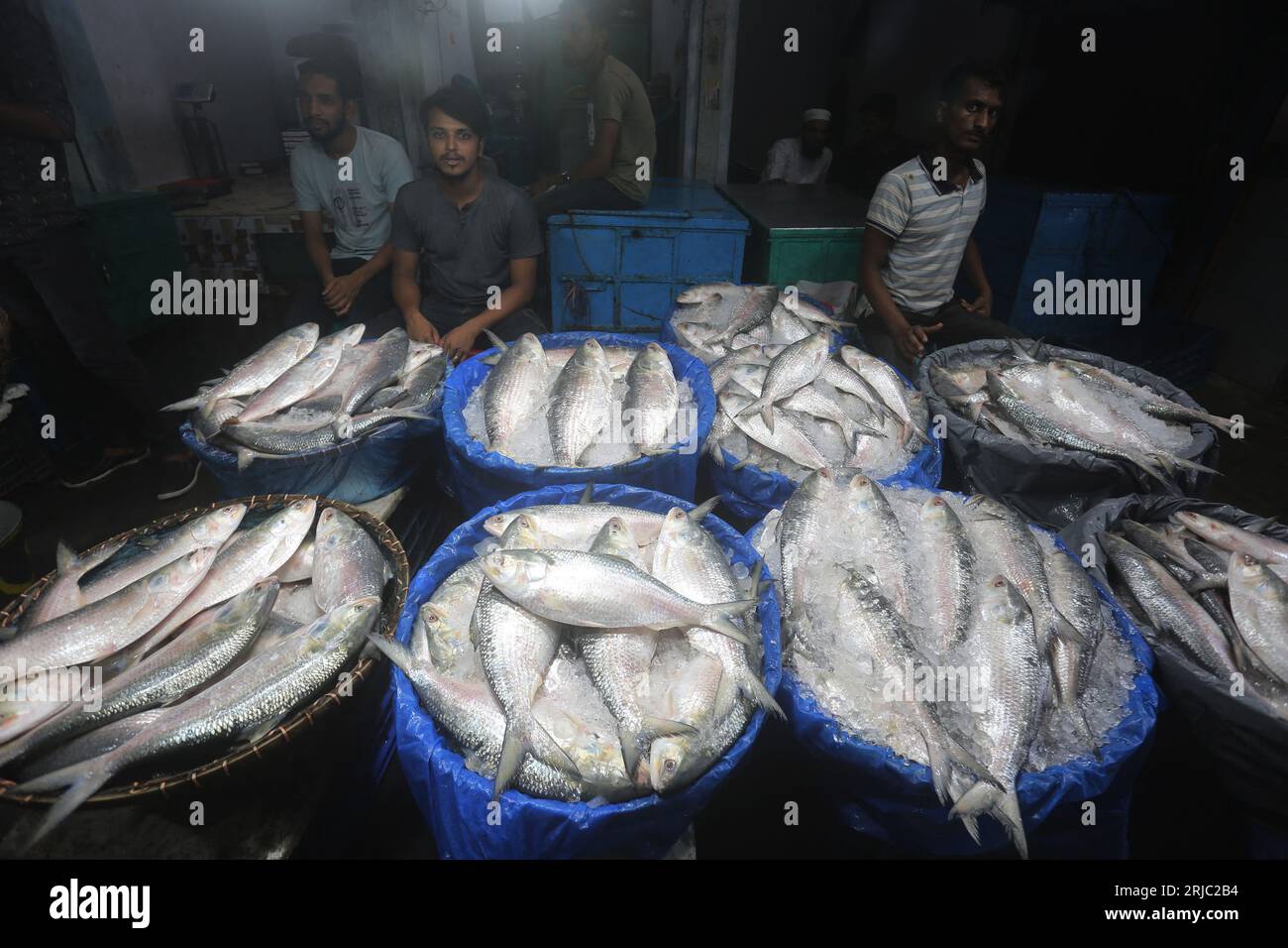 Dhaka, Bangladesh. 22 agosto 2023. Mercato del pesce di Chandpur il più grande mercato all'ingrosso di pesce di Hilsha in Bangladesh. Hilsha pescato dal fiume Meghna. Chandpur, Bangladesh. 22 agosto 2023. Localmente conosciuto come Ilish, il pesce è stato designato come pesce nazionale del Bangladesh. Hilsa, sempre una prelibatezza speciale in una casa bengalese è preparata in molti modi diversi. Si trova nella baia del Bengala e Padma, Jamuna, Meghna, Karnafully e in altri fiumi costieri del Bangladesh. Foto di Habibur Rahman/ABACAPRESS.COM Credit: Abaca Press/Alamy Live News Foto Stock