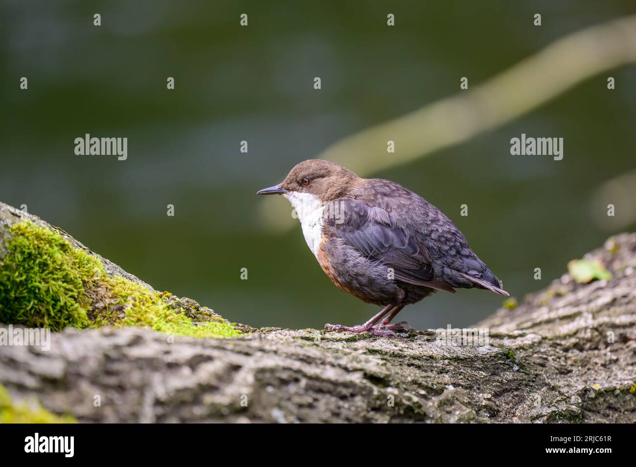 Dipper, Cinclus cinclus, arroccati su un tronco Foto Stock