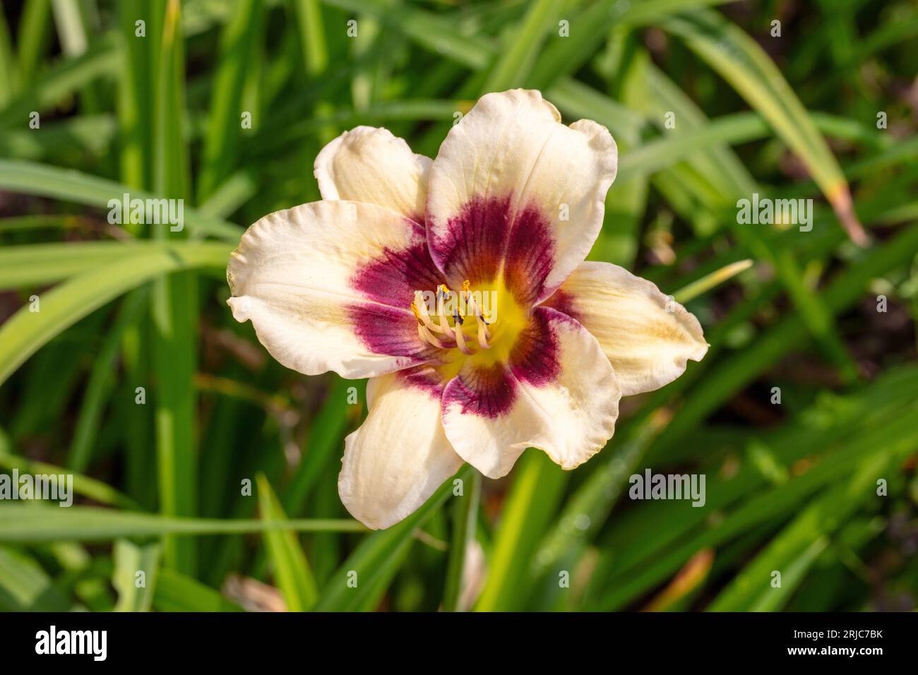 "Piano Man" Daylily, daglilja (Hemerocallis) Foto Stock