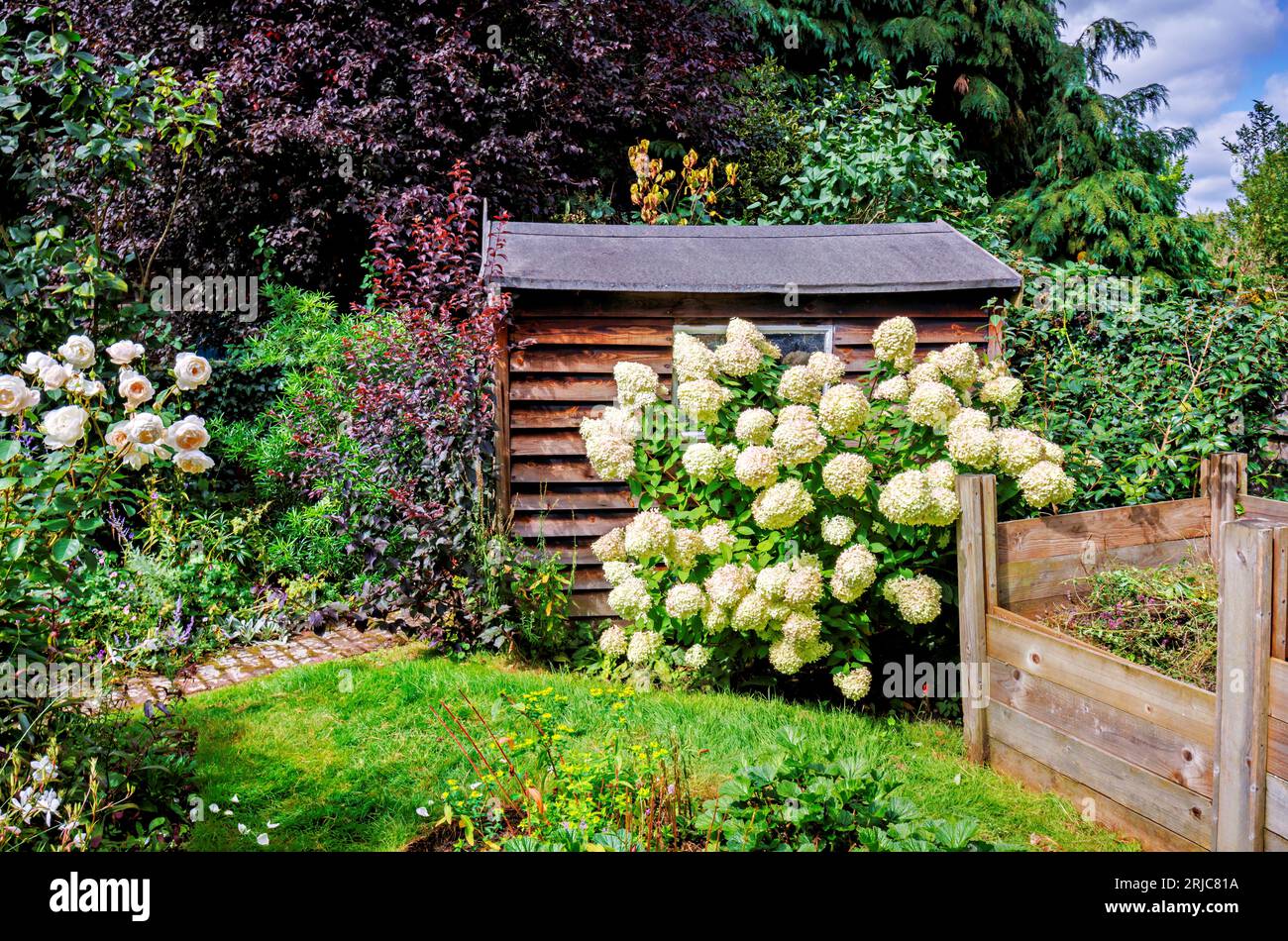 Grandi panicle bianche di Hydrangea paniculata 'Limelight' tingono di fiori rosa da un capannone nel Surrey, nel sud-est dell'Inghilterra in estate Foto Stock
