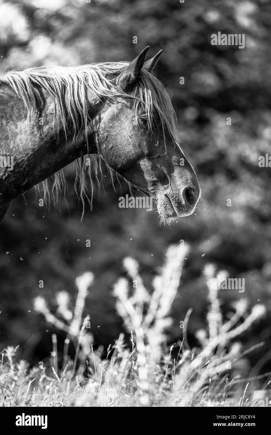 Questi bellissimi cavalli selvaggi vivono in Italia per sempre gratis Foto Stock