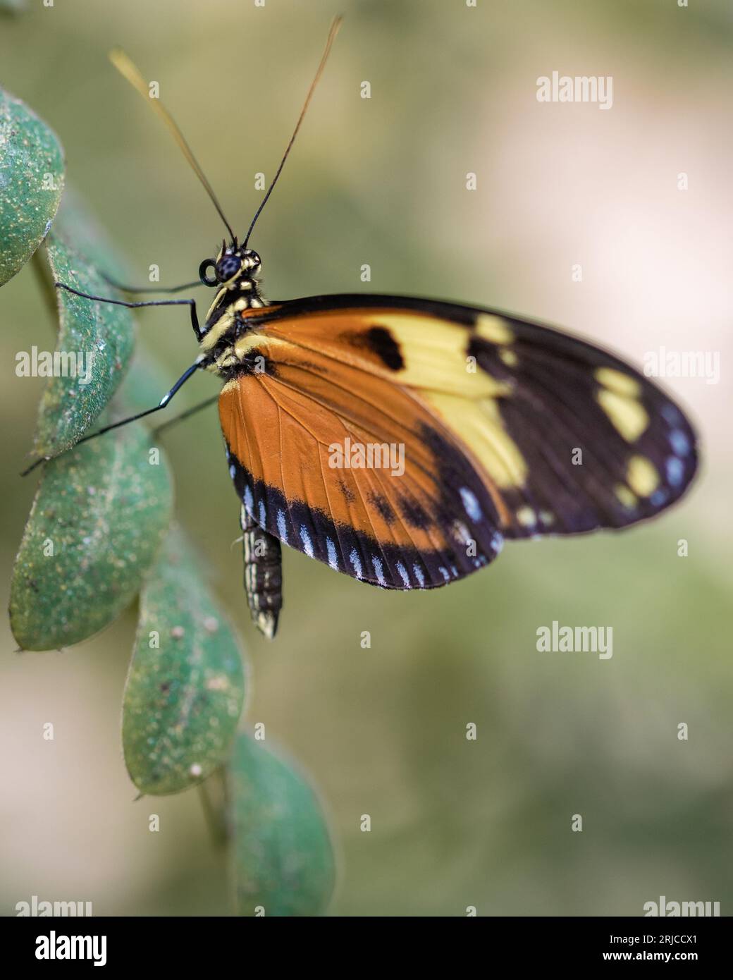 Farfalla Tigerwing su una foglia, esposta sotto l'ala, vista laterale Foto Stock Farfalla Tigerwing su una foglia, esposta sotto l'ala, vista laterale Foto Stock
