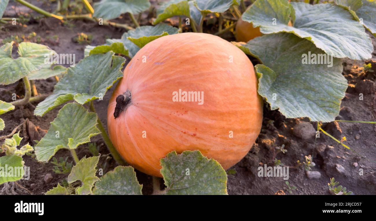 Zucca matura sul campo. L'autunno lascia per terra. Decorazioni autunnali. Campo di zucche. Foto Stock