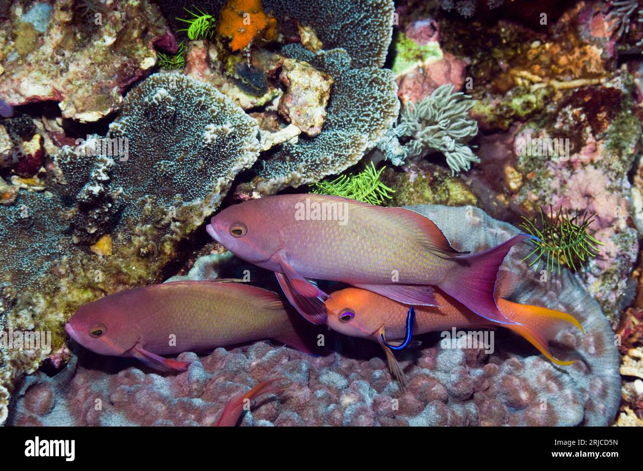 Lyretail anthias o Goldies (Pseudanthias squamipinnis) a riposo con un giovane Cleaner wrasse (Lutjanus dimidiatus). Rinca, Indonesia. Foto Stock