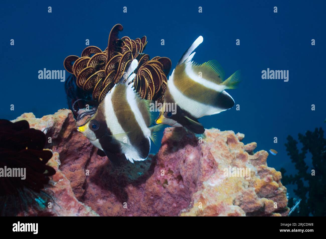 Pesce striscione del pennant (Heniochus chrysostomus), coppia sulla spugna del barile. Misool, Raja Empat, Papua Occidentale, Indonesia. Foto Stock