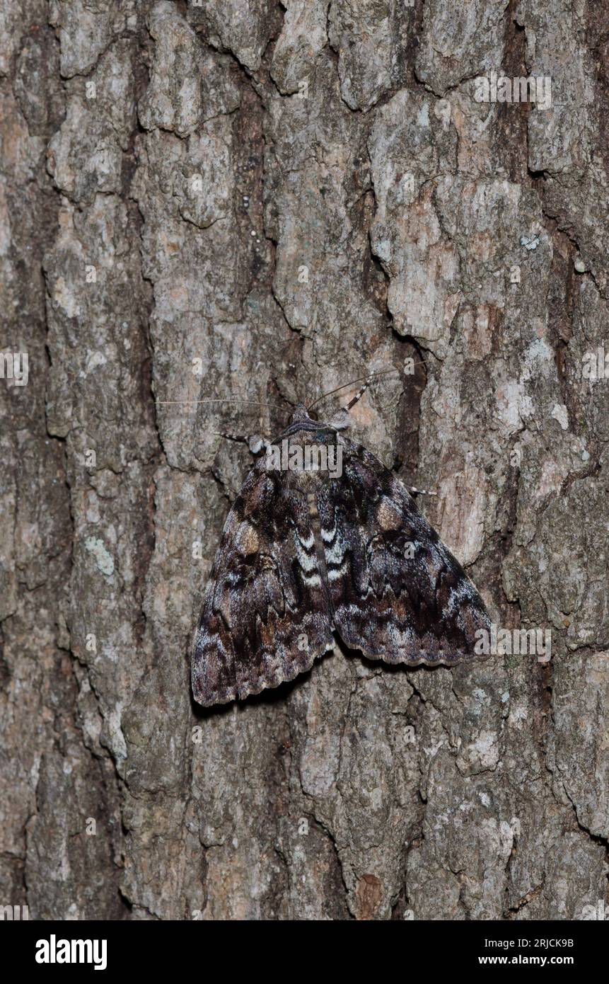 Lacrime, Catocala lacrymosa, mimetizzata sulla corteccia degli alberi Foto Stock