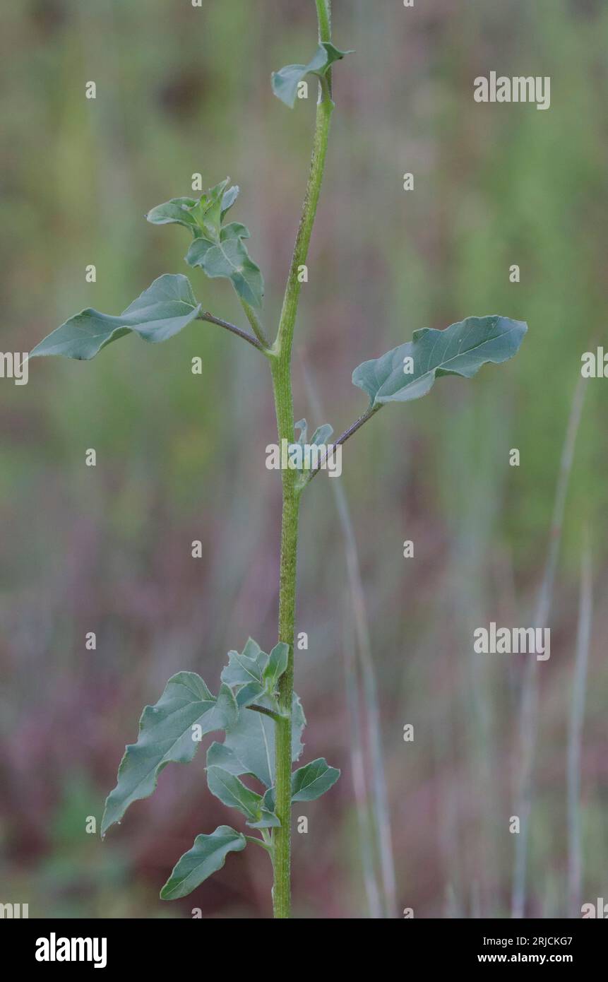 Prairie Sunflower, Helianthus petiolaris, stelo e foglie Foto Stock