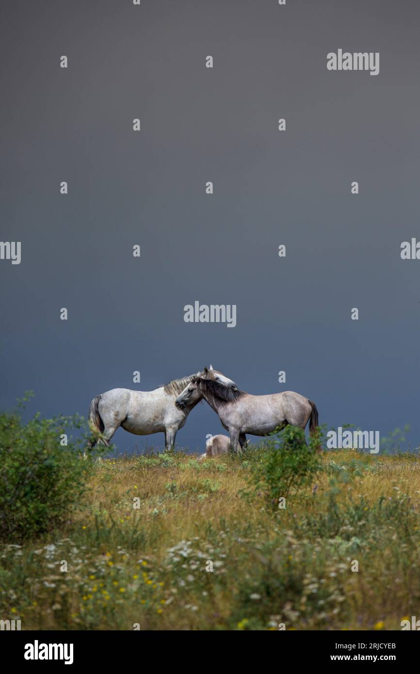 Questi bellissimi cavalli selvaggi vivono in Italia per sempre gratis Foto Stock