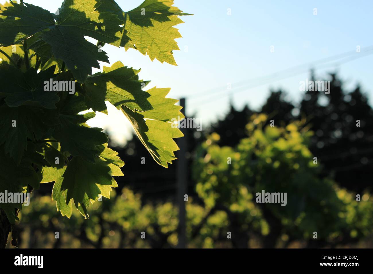 la vite d'uva lascia al sole nel tardo pomeriggio con spazio di testo o copia. Concetto di fondo viticolo nell’AOP (DOP) protetto Châteauneuf-de-gadagne Foto Stock