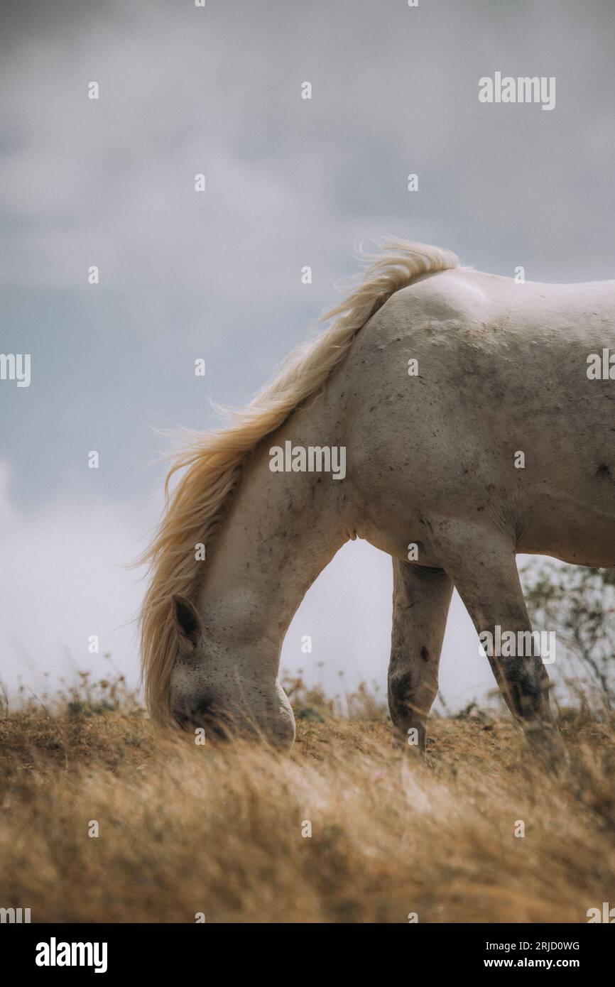 Questi bellissimi cavalli selvaggi vivono in Italia per sempre gratis Foto Stock