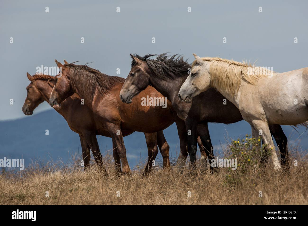 Questi bellissimi cavalli selvaggi vivono in Italia per sempre gratis Foto Stock