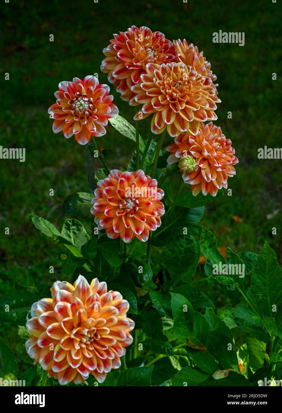 Il dahlia (nome, armonia Hapet) nel giardino dahlia Baden vicino al vicolo lichtentaler. Baden Baden, Baden Wuerttemberg, Germania Foto Stock