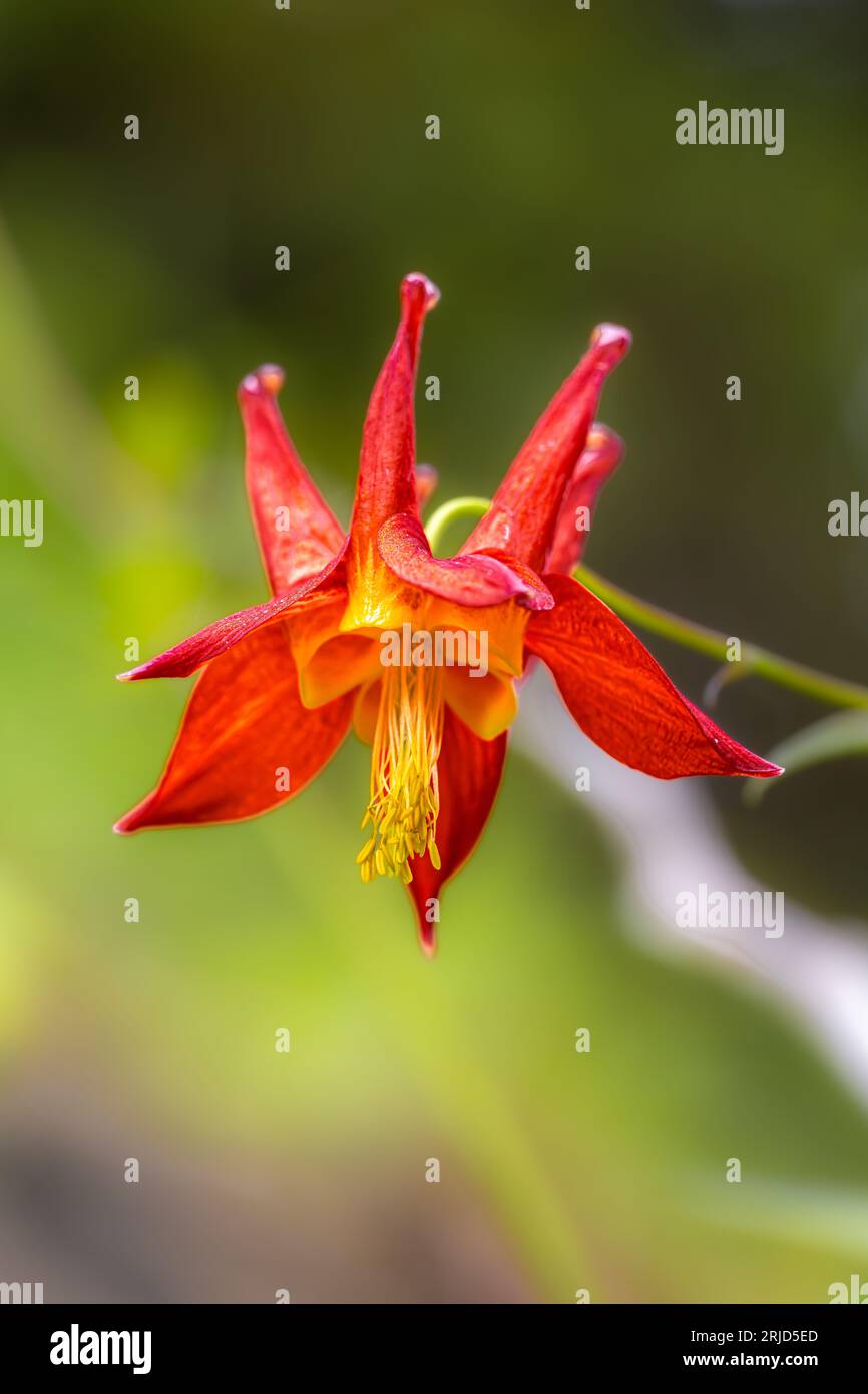 Crimson o Western Columbine (Aquilegia formosa) Foto Stock