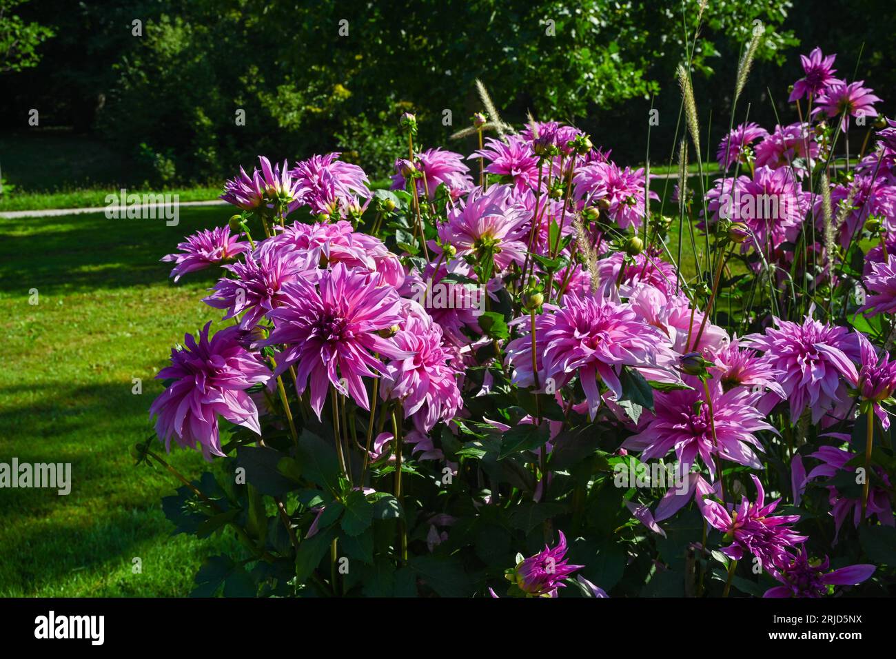Il Dahlia (nome, Babilonia Rose) nel giardino Dahlia Baden Baden vicino al parco Lichtentaler vicolo. Baden-Baden, Baden Württemberg, Germania Foto Stock