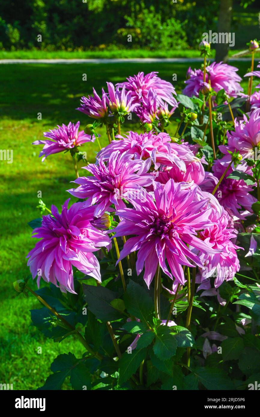 Il Dahlia (nome, Babilonia Rose) nel giardino Dahlia Baden Baden vicino al parco Lichtentaler vicolo. Baden-Baden, Baden Württemberg, Germania Foto Stock