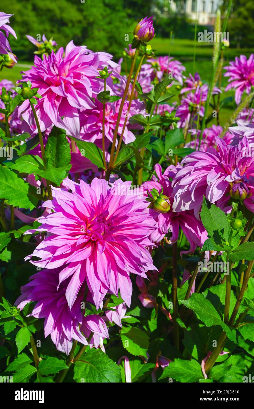Il Dahlia (nome, Babilonia Rose) nel giardino Dahlia Baden Baden vicino al parco Lichtentaler vicolo. Baden-Baden, Baden Württemberg, Germania Foto Stock