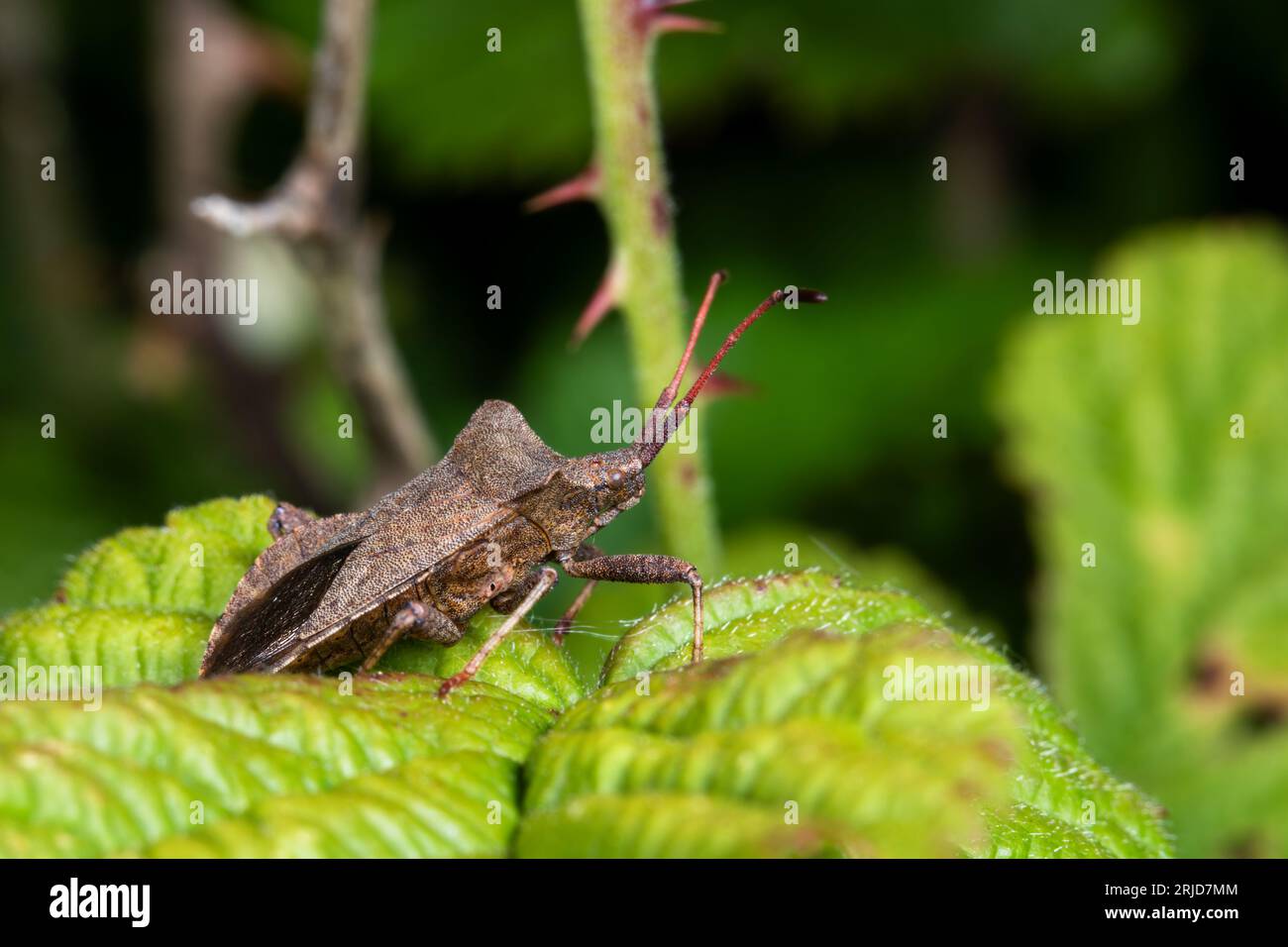 Insetto di banchina (Coreus marginatus) su una foglia di bramble Foto Stock