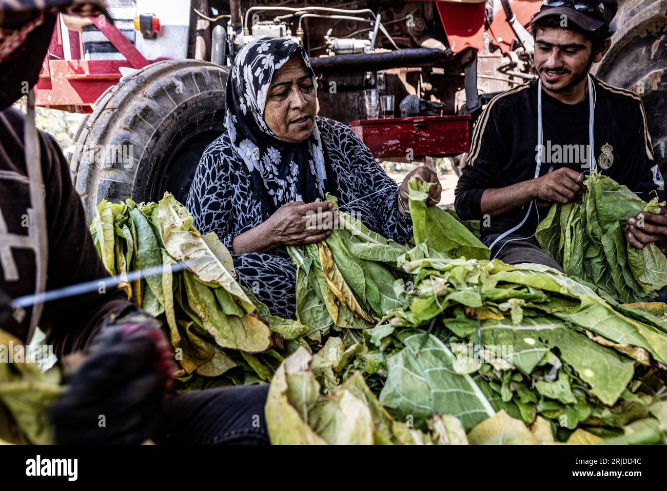 Aleppo, Siria. 21 agosto 2023. I lavoratori legano foglie di tabacco prima di impiccarle ad asciugare in una piantagione di tabacco nel villaggio di al-Jalamah ad Afrin. Credito: Anas Alkharboutli/dpa/Alamy Live News Foto Stock