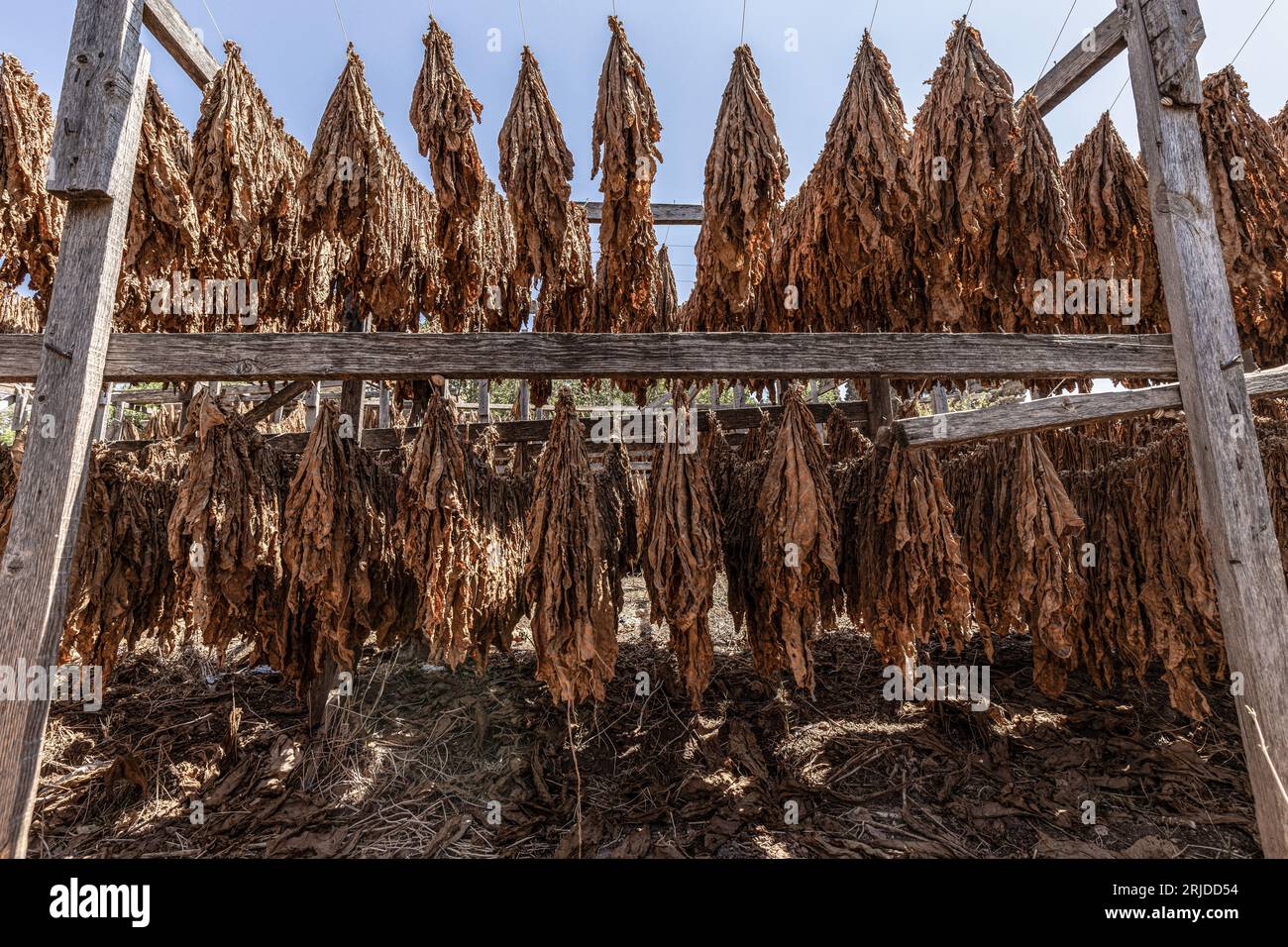 Aleppo, Siria. 21 agosto 2023. Le foglie di tabacco sono appese in fila in una piantagione nel villaggio di al-Jalamah ad Afrin. Credito: Anas Alkharboutli/dpa/Alamy Live News Foto Stock