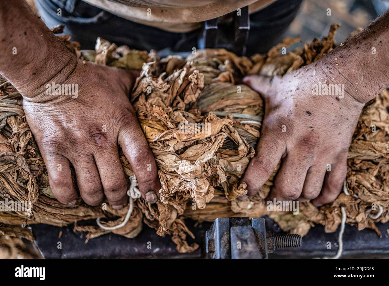 Aleppo, Siria. 21 agosto 2023. Un operaio siriano prepara le foglie di tabacco arrotolate prima di venderle al mercato del villaggio di al-Jalamah ad Afrin. Credito: Anas Alkharboutli/dpa/Alamy Live News Foto Stock