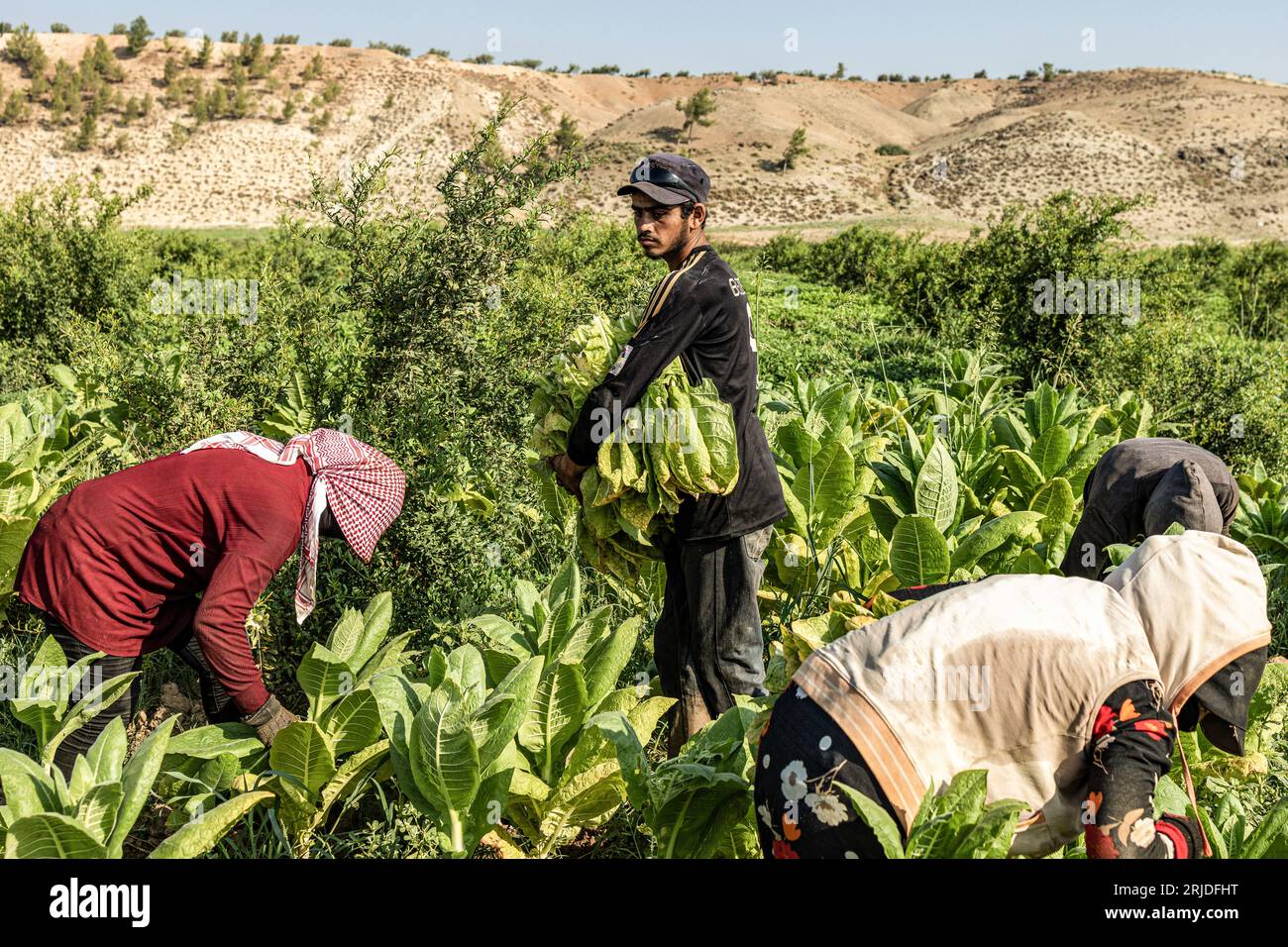 Aleppo, Siria. 21 agosto 2023. Gli agricoltori siriani lavorano in una piantagione di tabacco nel villaggio di al-Jalamah ad Afrin. Credito: Anas Alkharboutli/dpa/Alamy Live News Foto Stock