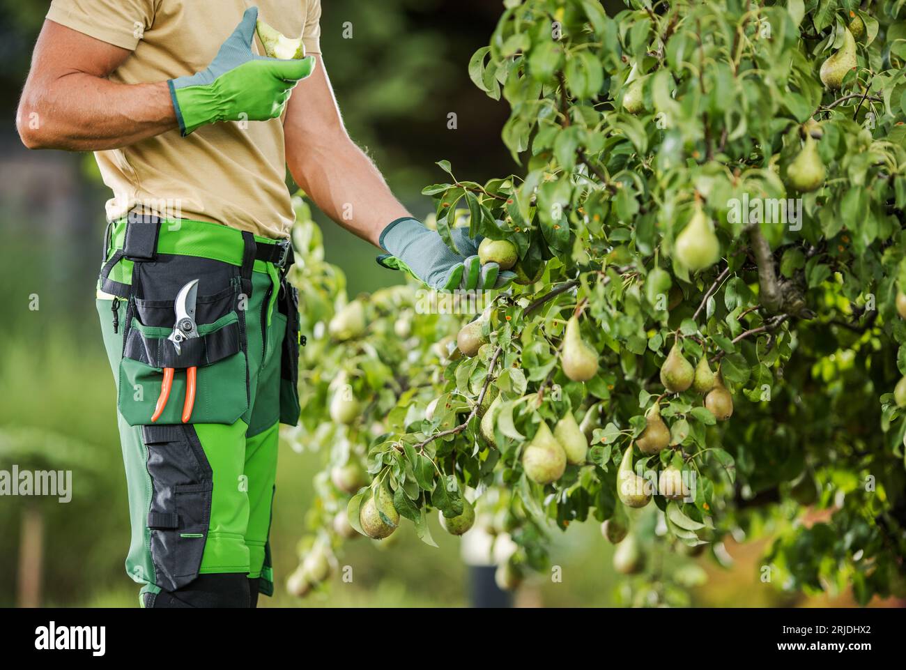 Un contadino caucasico di 40 anni che controllava la sua Pear Tree e mangiava la frutta Foto Stock