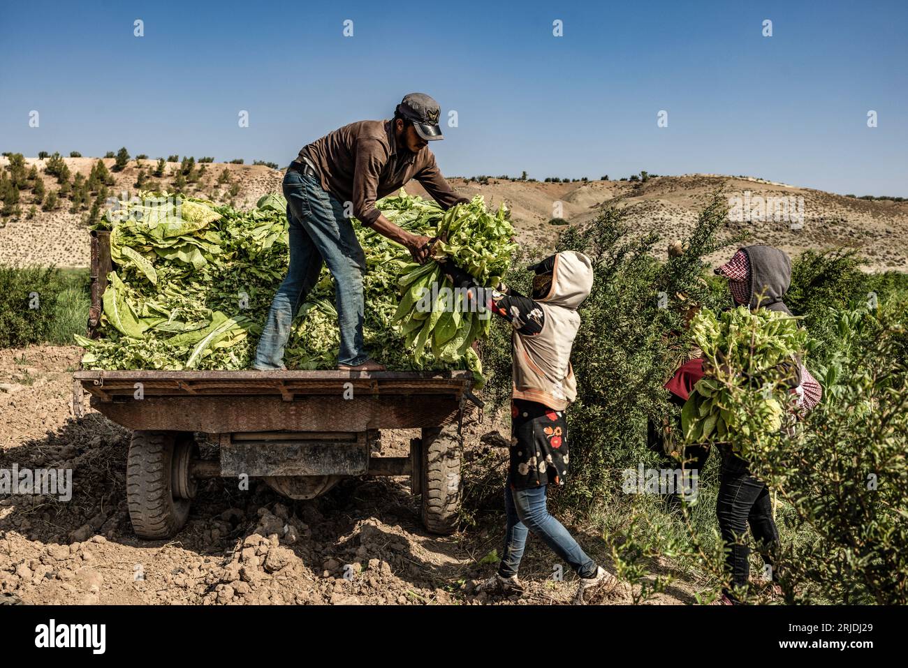 Aleppo, Siria. 21 agosto 2023. I lavoratori siriani hanno messo foglie di tabacco in un camion dopo averle raccolte da una piantagione di tabacco nel villaggio di al-Jalamah ad Afrin. Credito: Anas Alkharboutli/dpa/Alamy Live News Foto Stock