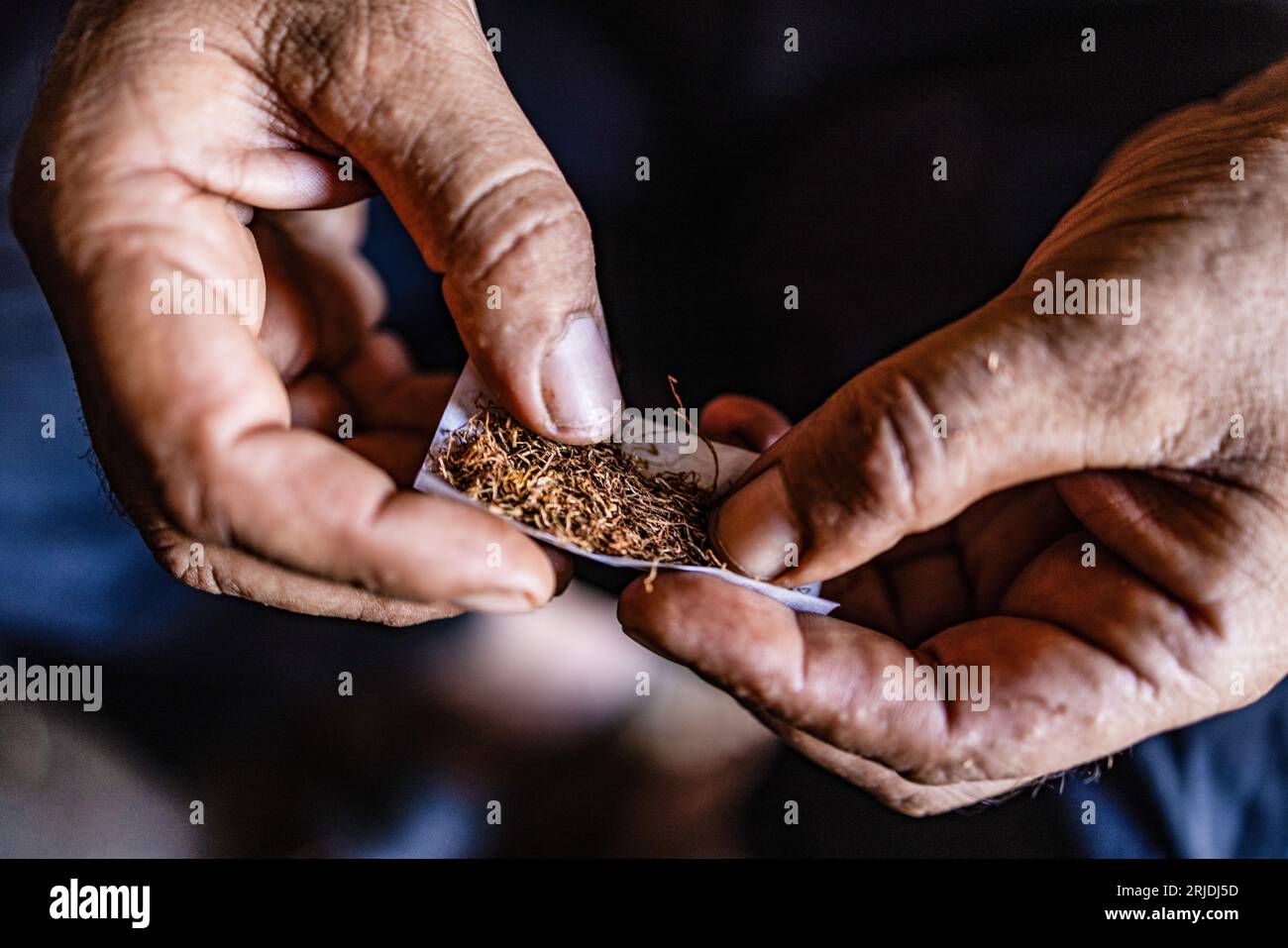 Aleppo, Siria. 21 agosto 2023. Un uomo siriano fa una sigaretta dalle foglie di tabacco dopo averla tagliata in una piantagione di tabacco nel villaggio di al-Jalamah ad Afrin. Credito: Anas Alkharboutli/dpa/Alamy Live News Foto Stock