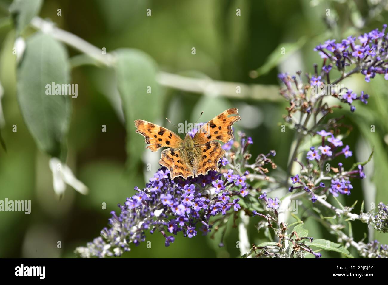 Comma Butterfly (Polygonia c-album) with Wings Open, Facing Top of Image, On Top of a Purple Buddleia Plant, scattato ad agosto in Inghilterra, Regno Unito Foto Stock