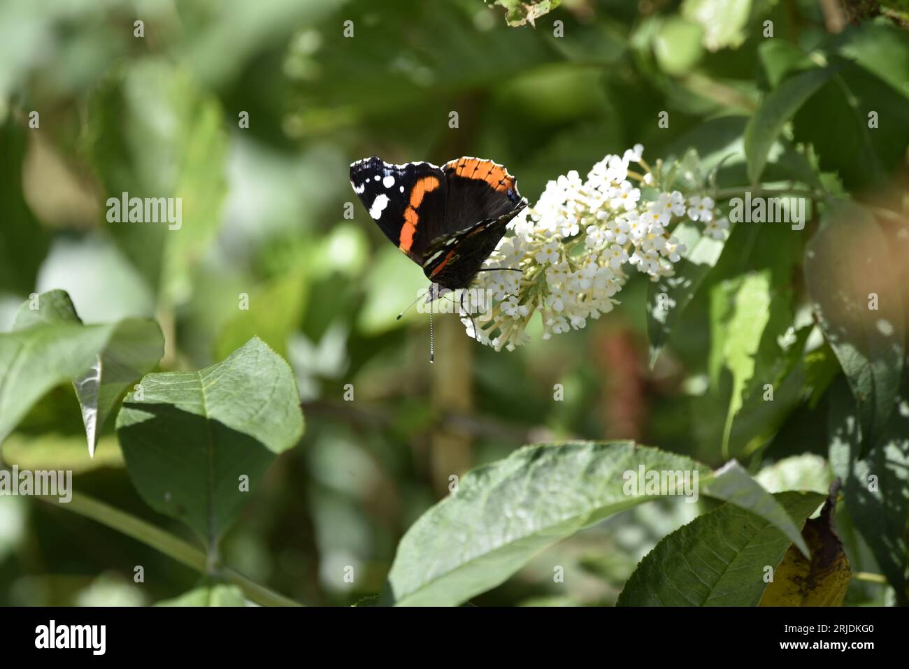 Red Admiral Butterfly (Vanessa atalanta) in Left-Profile Walking on Top of White Buddleia Flowers, Antennae Forward, Proboscis in Flower, preso nel Regno Unito Foto Stock